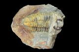 Fossil Calymene Trilobite Nodule - Morocco #100015-1